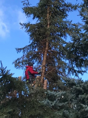 Baumfällarbeiten durch unterschiedliche Fällmethoden.